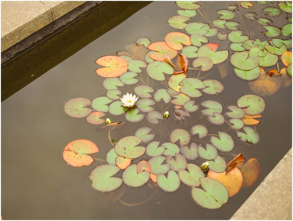 A water lily blooms in a reflecting pool at Paine Art Center.