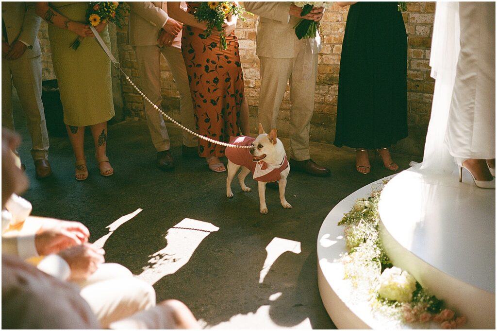 A wedding party stands with a dog beside a wedding ceremony at Enlightened Brewing Company.